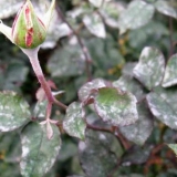 Kako se nositi sa sivom plijesni na ružama